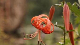 叶兰爆料视频大全下载,揭秘幕后真相，带你走进事件核心  第2张